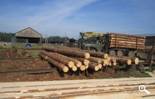 Закупка леса на пилораму