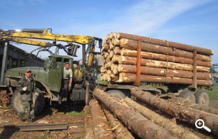 Закупка леса на пилораму