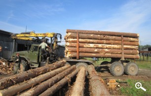 Закупка леса на пилораму